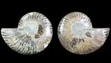 Cut & Polished Ammonite Fossil - Agatized #64971-1